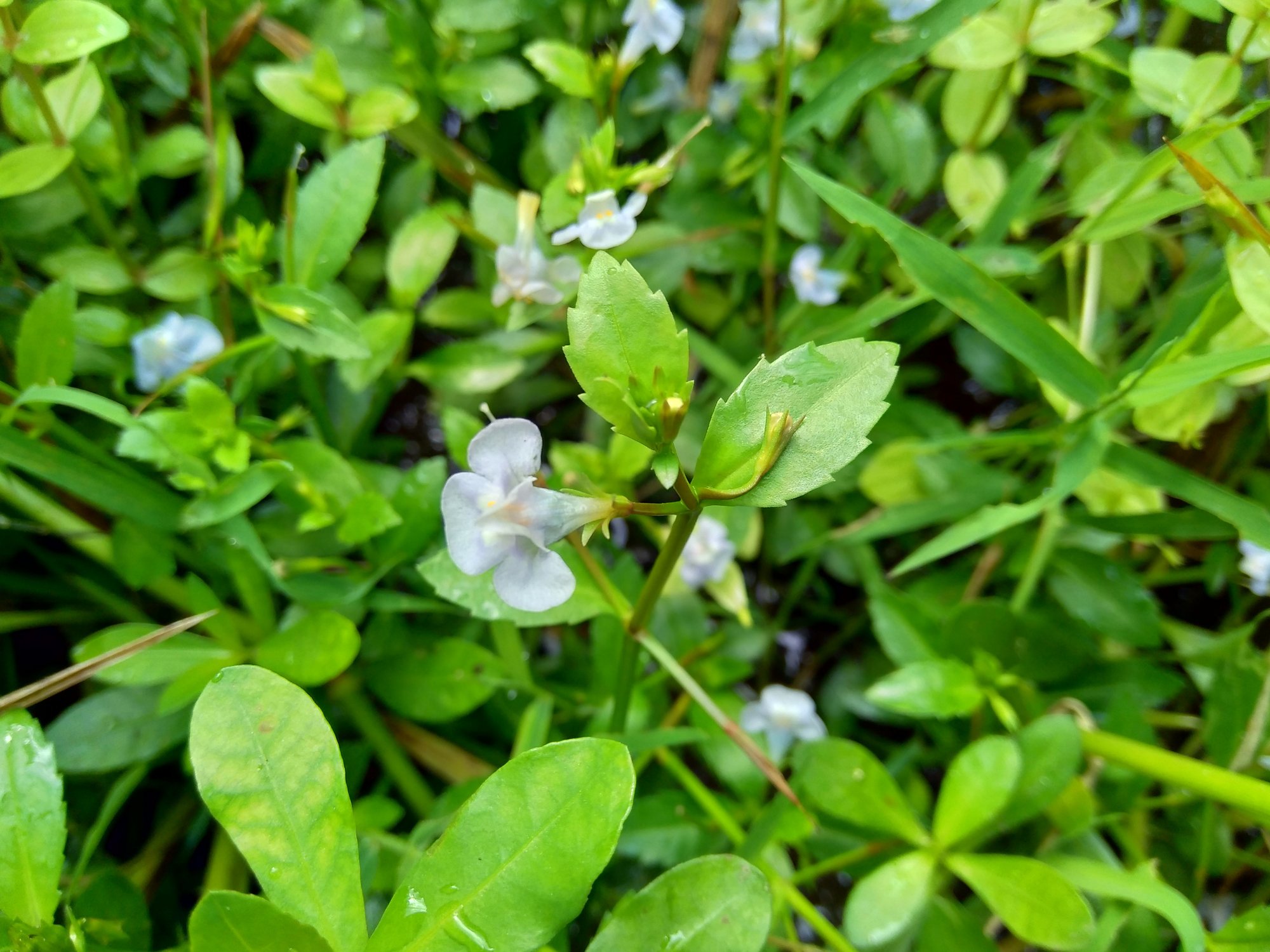 Bacopa