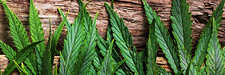 cannabinoids 450px