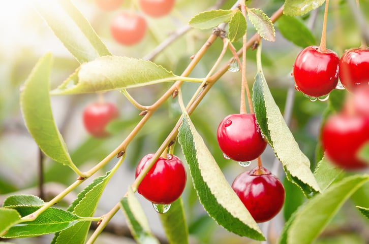 tart cherries