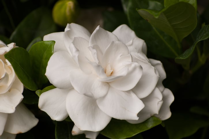 Gardenia